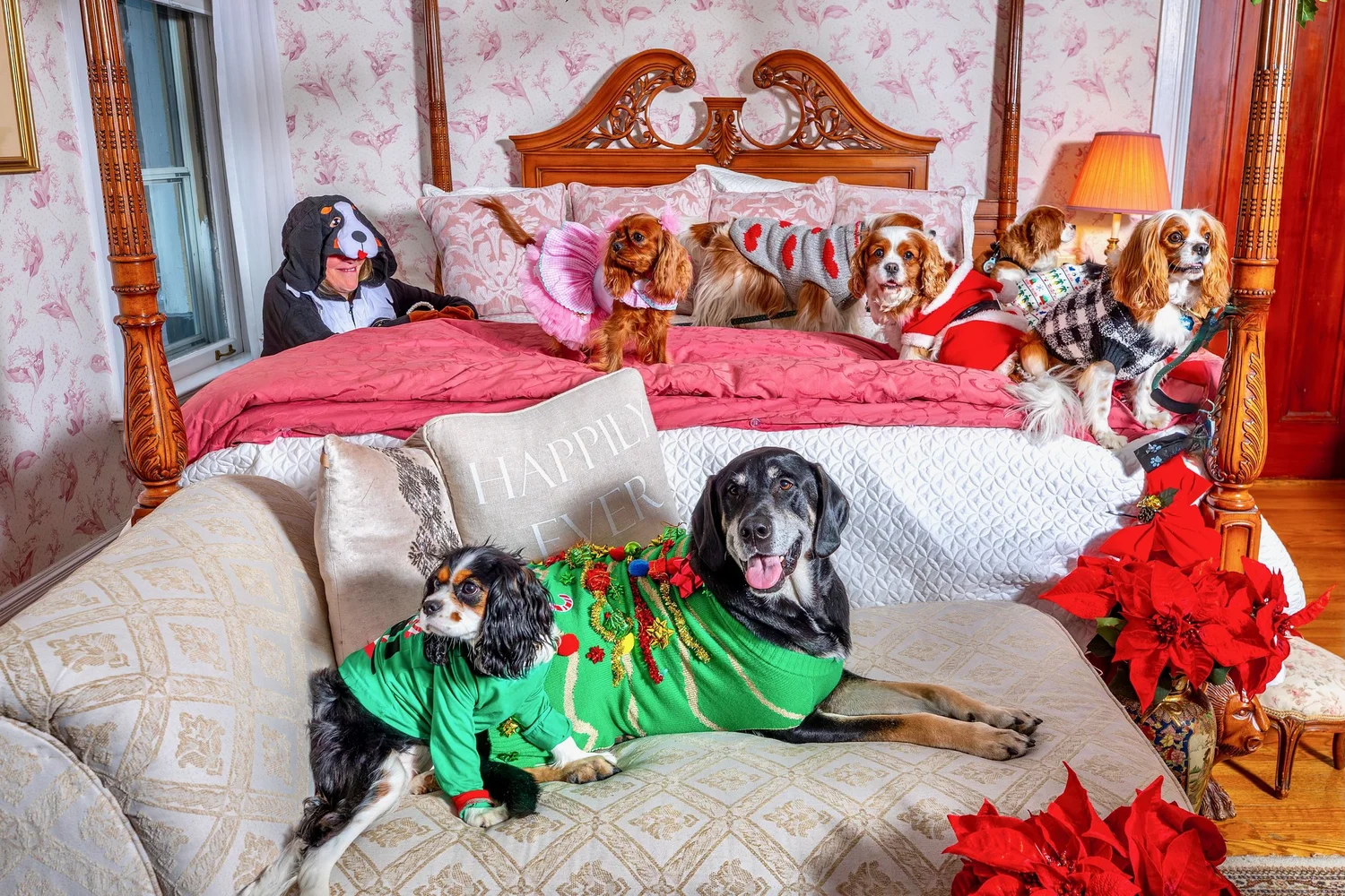a group of dogs on a bed