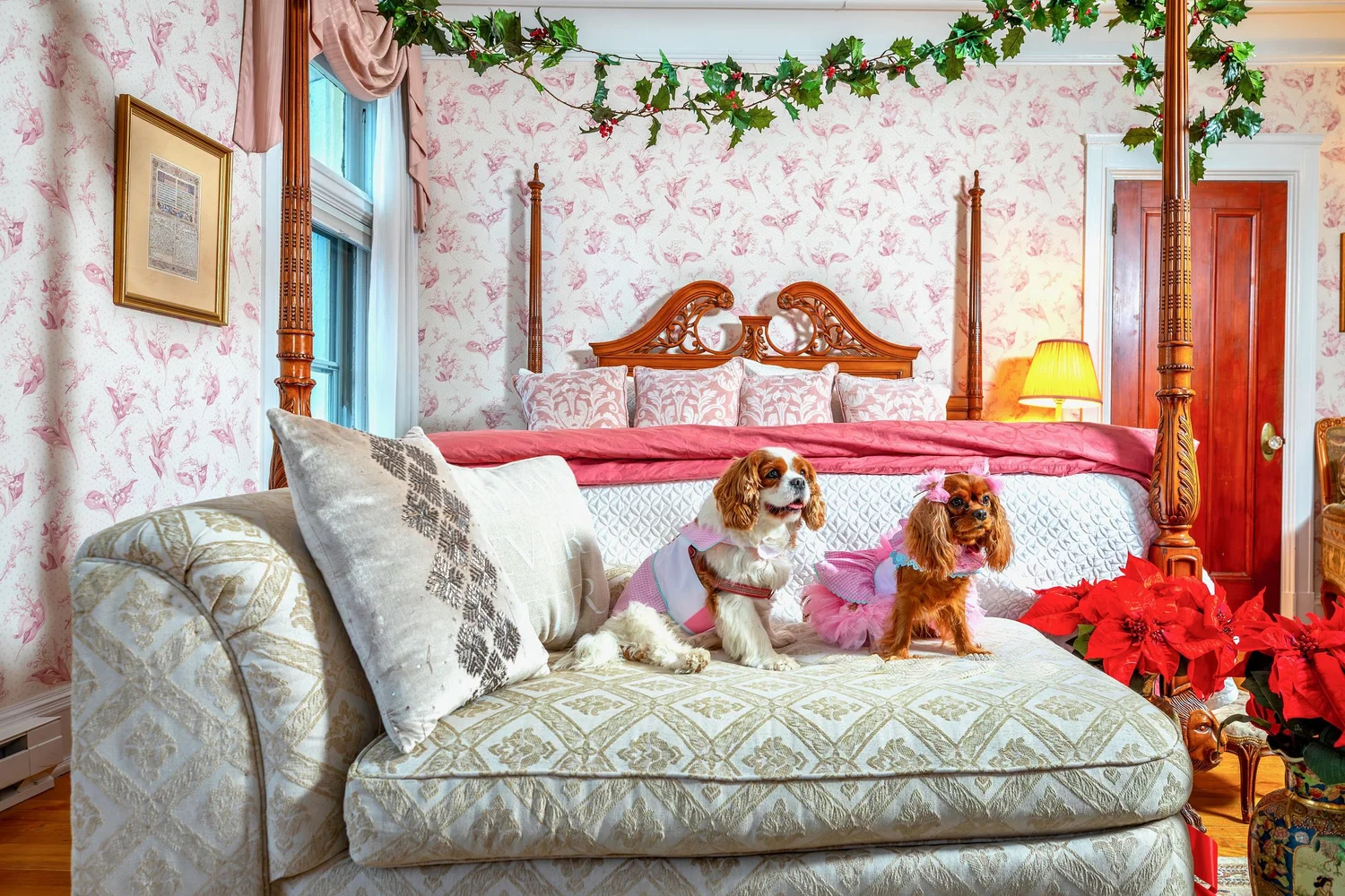 a couple of dogs sit on a bed