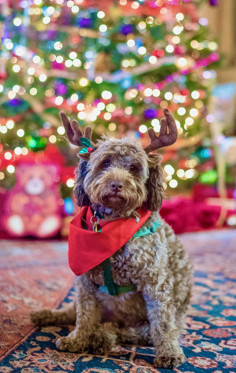 two dogs sitting on a carpet